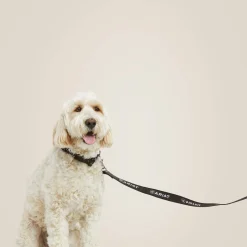 Dog Leash
